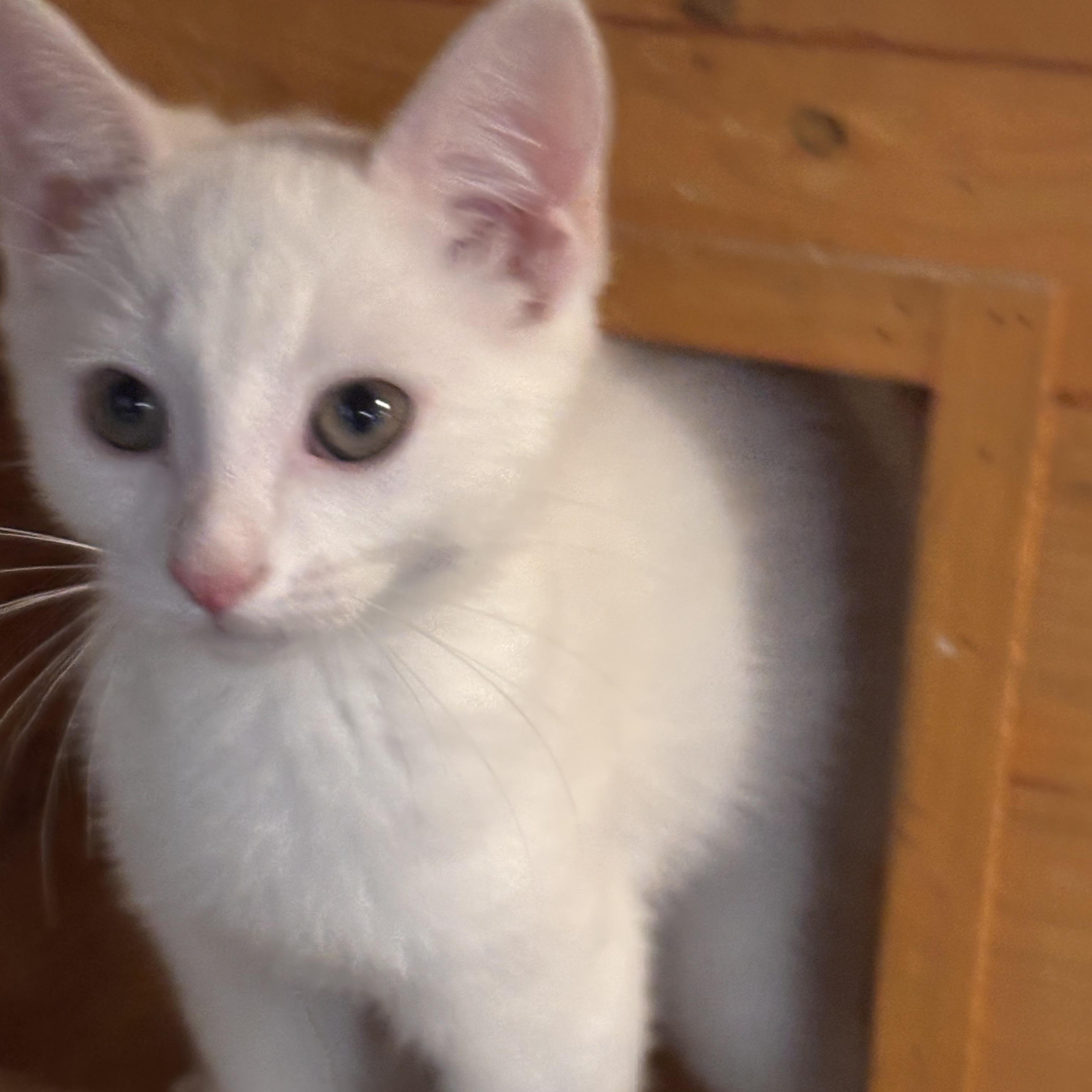 Stoli, ADOPTABLE, Kitten Male Domestic Short Hair.