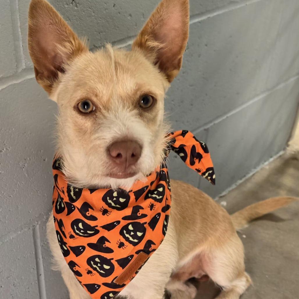 Arrow, Adoptable, Young Male Chihuahua.
