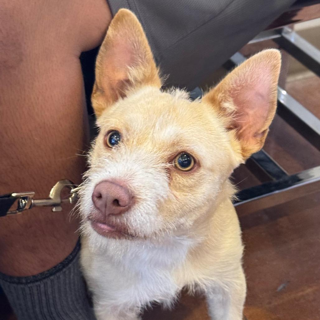 Enlarge Arrow, a Adoptable Chihuahua in Santa Barbara, CA image 2/6
