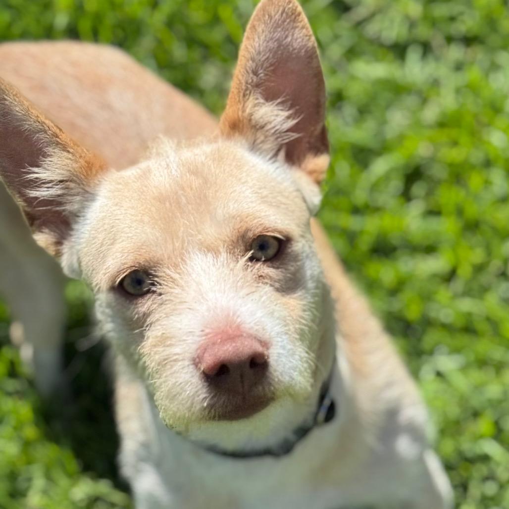 Enlarge Arrow, a Adoptable Chihuahua in Santa Barbara, CA image 3/6