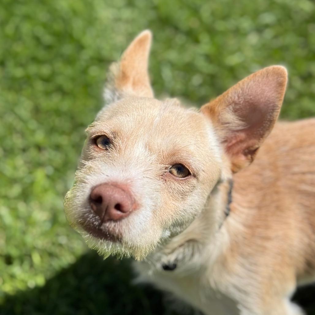 Enlarge Arrow, a Adoptable Chihuahua in Santa Barbara, CA image 4/6