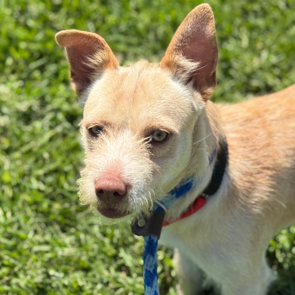 Enlarge Arrow, a Adoptable Chihuahua in Santa Barbara, CA image 5/6