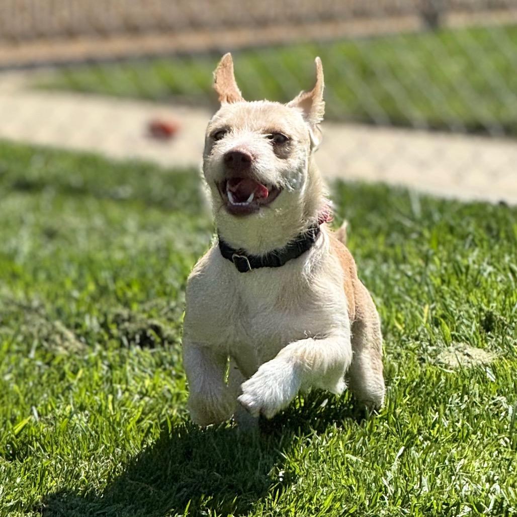 Enlarge Arrow, a Adoptable Chihuahua in Santa Barbara, CA image 6/6