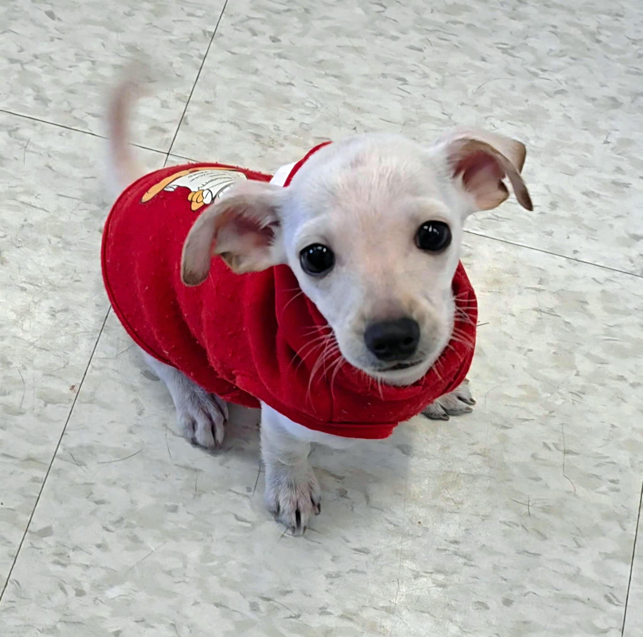 Mabel, adopted, Puppy Female Chihuahua.