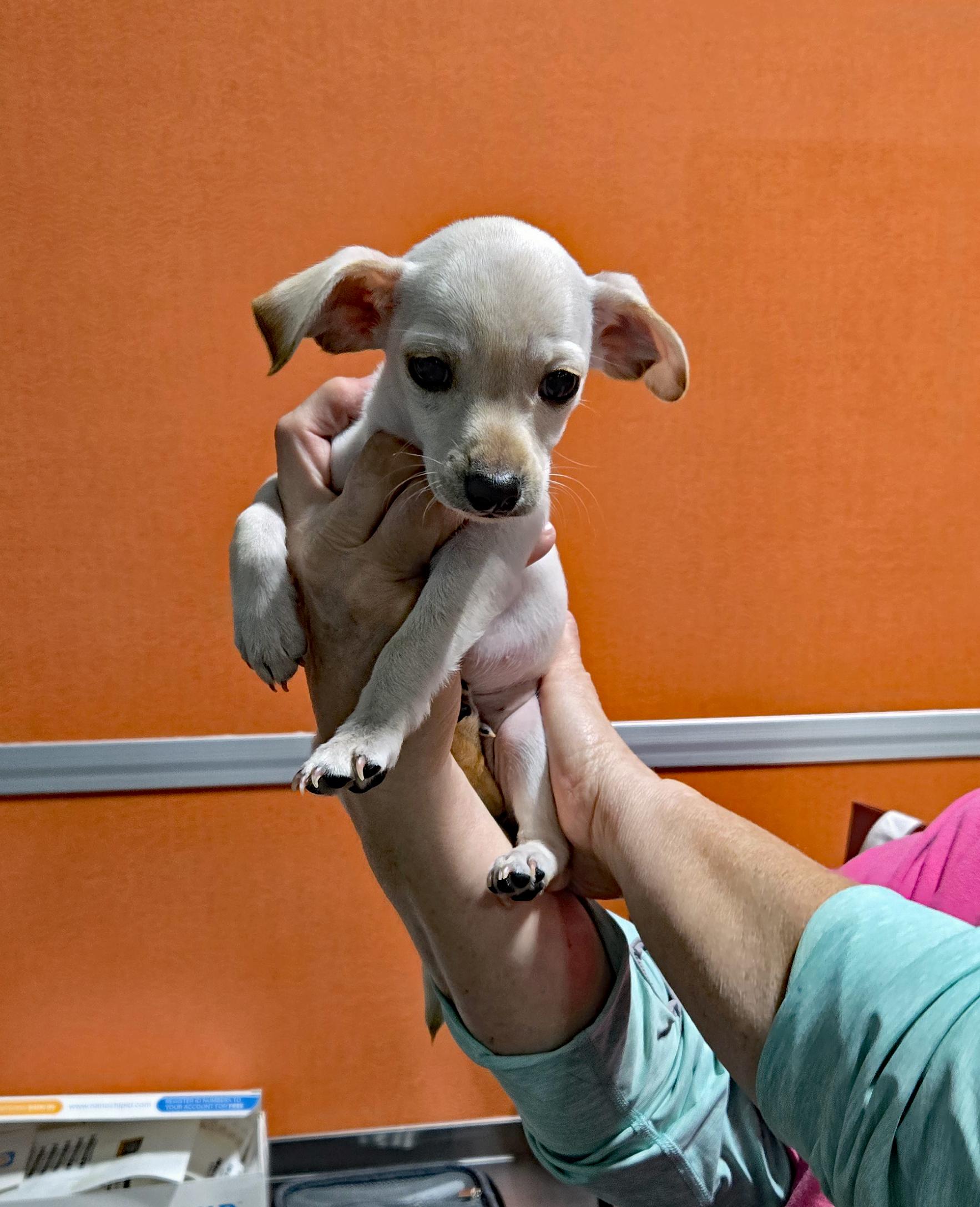 Enlarge Mabel, an adopted Chihuahua in Marion, NC image 2/5