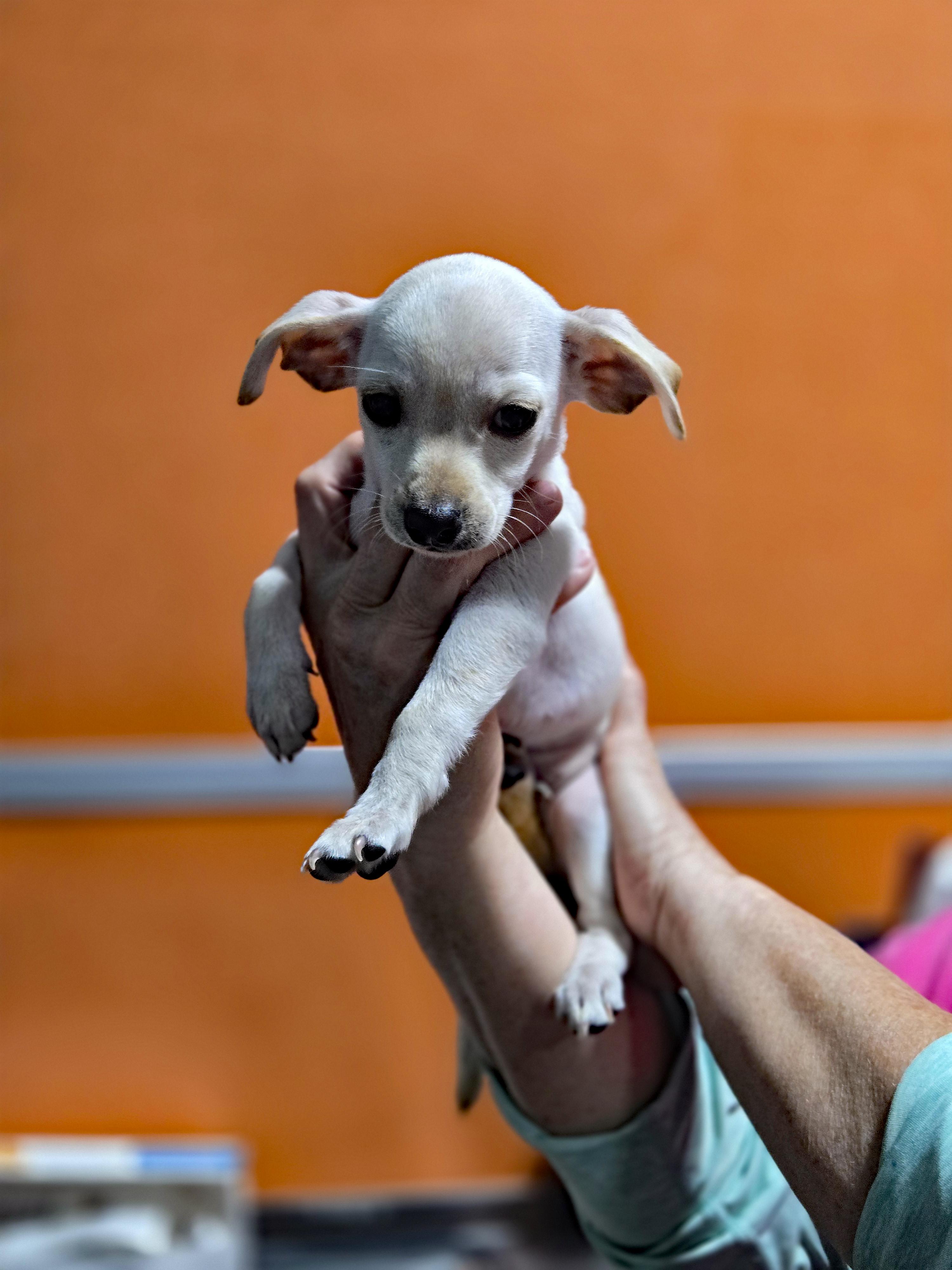 Enlarge Mabel, an adopted Chihuahua in Marion, NC image 4/5
