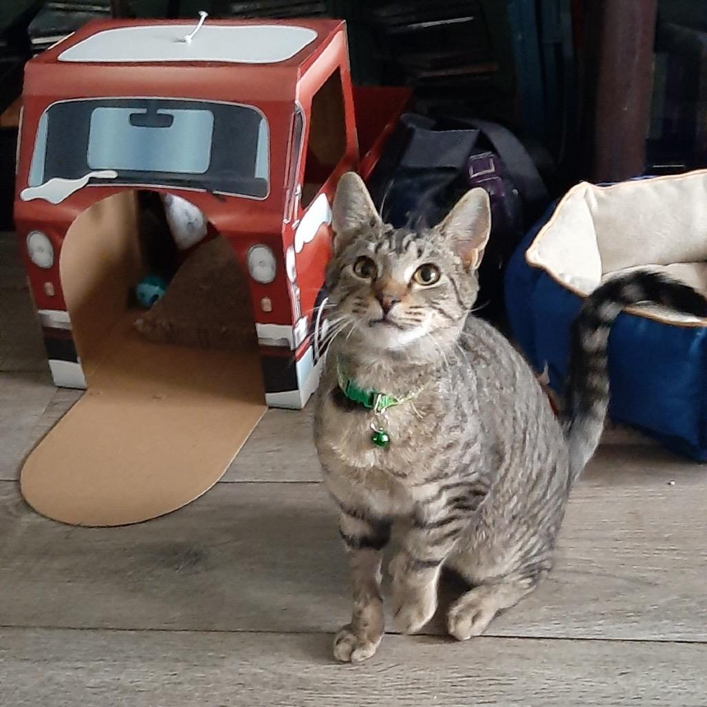 Branch, Adoptable, Young Male Domestic Medium Hair.