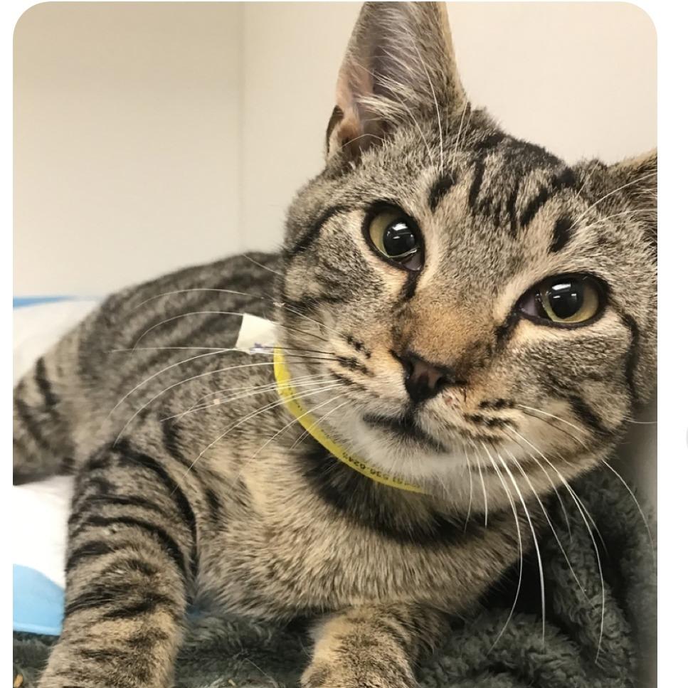 Branch, Adoptable, Young Male Domestic Medium Hair.