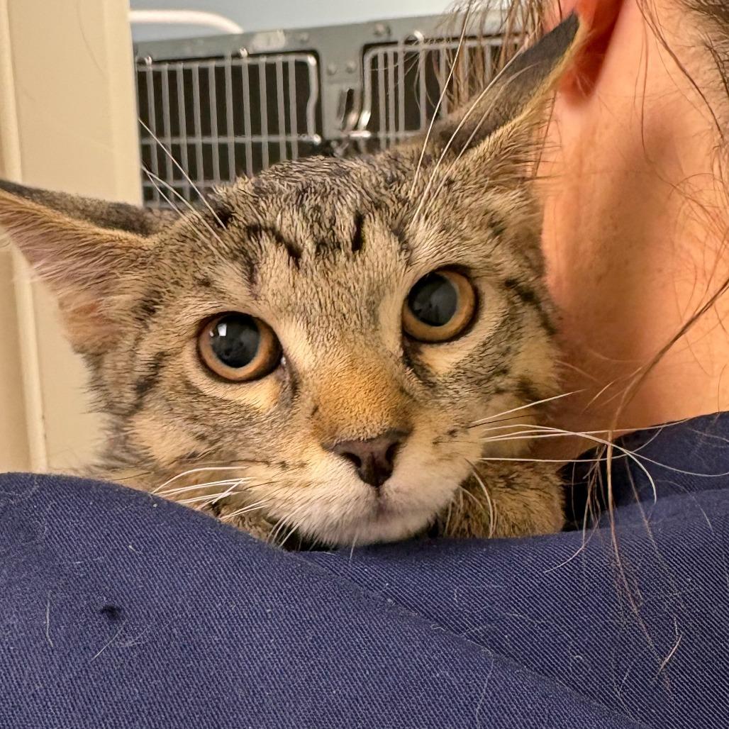 Redbud (26-4369), Adoptable, Kitten Male Domestic Short Hair.