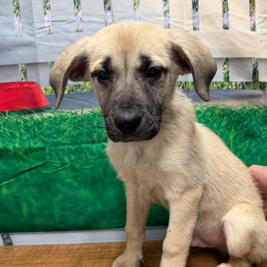 Seth, Adoptable, Young Male German Shepherd Dog & Great Pyrenees.