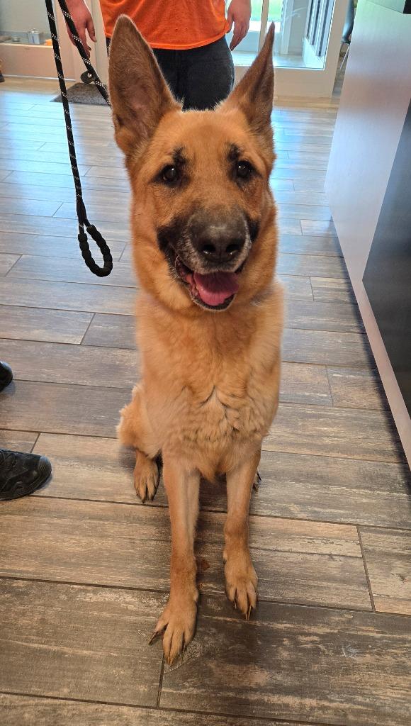 Auggie Yrly 231, a Adoptable German Shepherd Dog in Sidney, OH image 1/6