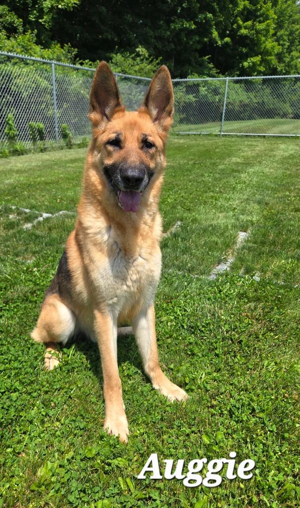 Auggie Yrly 231, a Adoptable German Shepherd Dog in Sidney, OH image 2/6