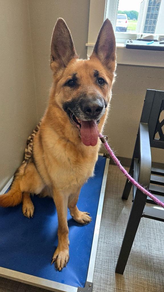 Auggie Yrly 231, a Adoptable German Shepherd Dog in Sidney, OH image 3/6