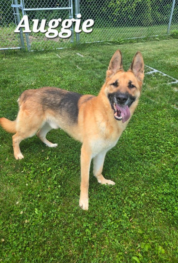 Auggie Yrly 231, a Adoptable German Shepherd Dog in Sidney, OH image 4/6