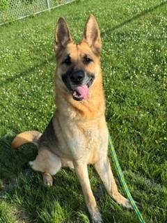 Auggie Yrly 231, a Adoptable German Shepherd Dog in Sidney, OH image 5/6
