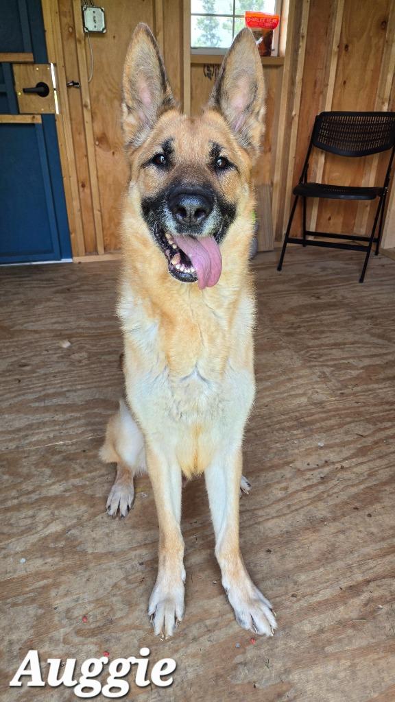 Auggie Yrly 231, a Adoptable German Shepherd Dog in Sidney, OH image 6/6