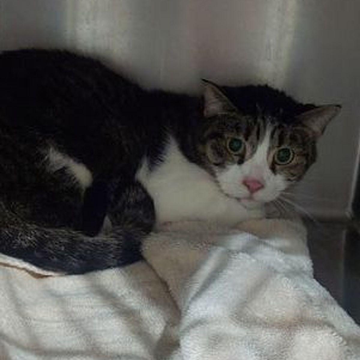 Baby, Adoptable, Senior Female Domestic Short Hair.