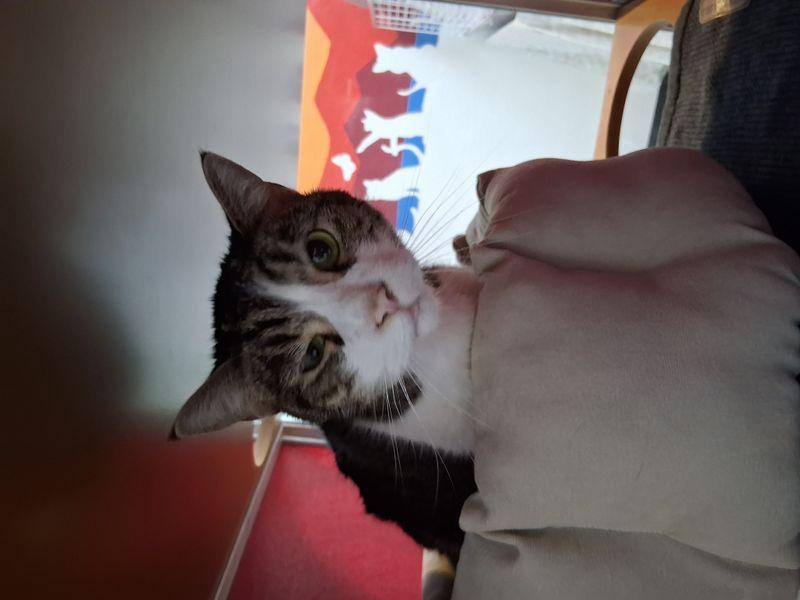 Enlarge Baby, a Adoptable Domestic Short Hair in Lake Havasu City, AZ image 2/3