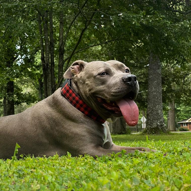 Enlarge Trey, a Adoptable American Staffordshire Terrier in Huntsville, AL image 1/6