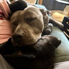 Enlarge Trey, a Adoptable American Staffordshire Terrier in Huntsville, AL image 2/6