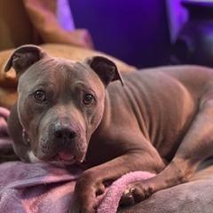 Enlarge Trey, a Adoptable American Staffordshire Terrier in Huntsville, AL image 3/6