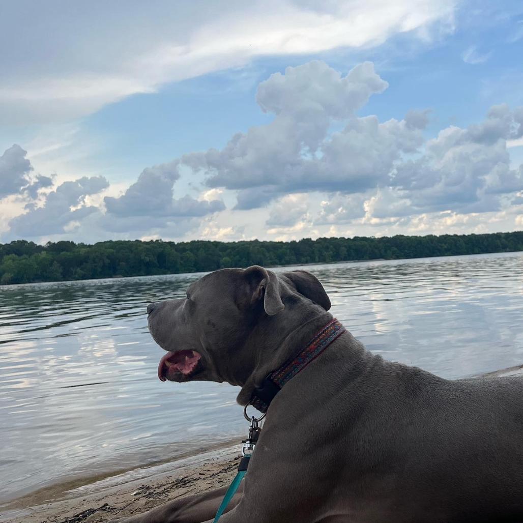 Enlarge Trey, a Adoptable American Staffordshire Terrier in Huntsville, AL image 4/6