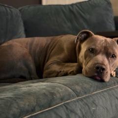 Enlarge Trey, a Adoptable American Staffordshire Terrier in Huntsville, AL image 5/6