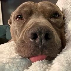 Enlarge Trey, a Adoptable American Staffordshire Terrier in Huntsville, AL image 6/6