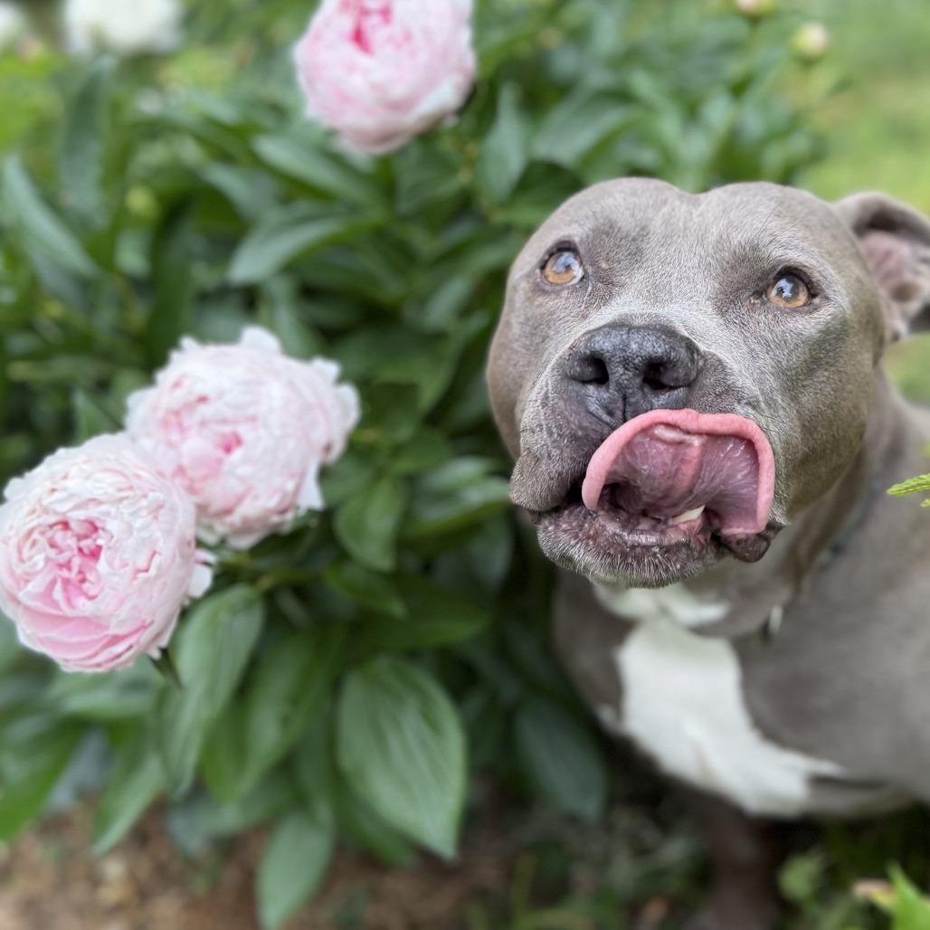 Enlarge Trey, a Adoptable American Staffordshire Terrier in Huntsville, AL image 6/6