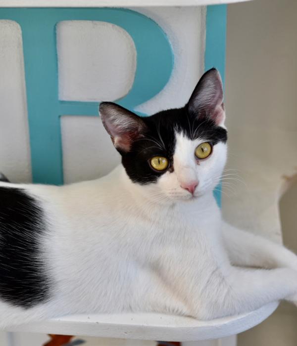 Enlarge Frankenwhisker, a Adoptable Domestic Short Hair in Marietta, GA image 1/6