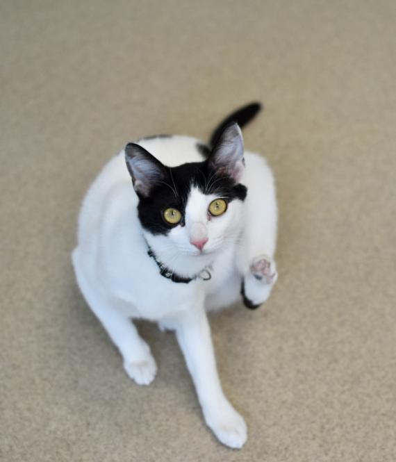 Enlarge Frankenwhisker, a Adoptable Domestic Short Hair in Marietta, GA image 2/6
