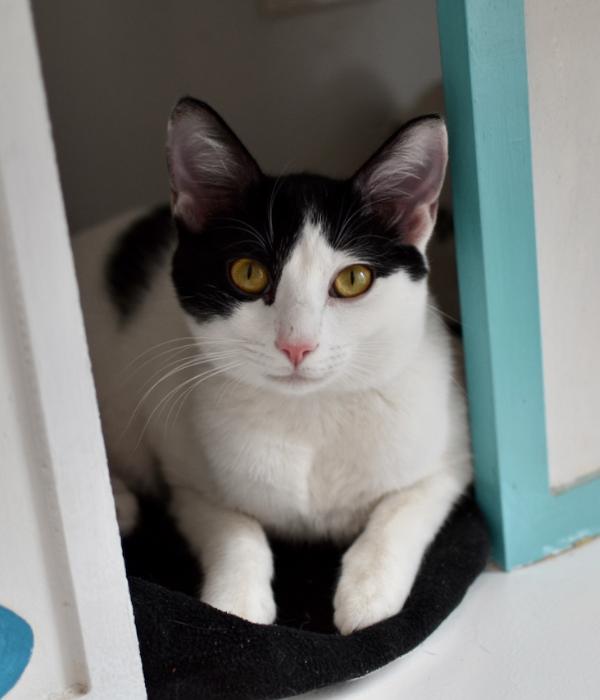 Enlarge Frankenwhisker, a Adoptable Domestic Short Hair in Marietta, GA image 2/6