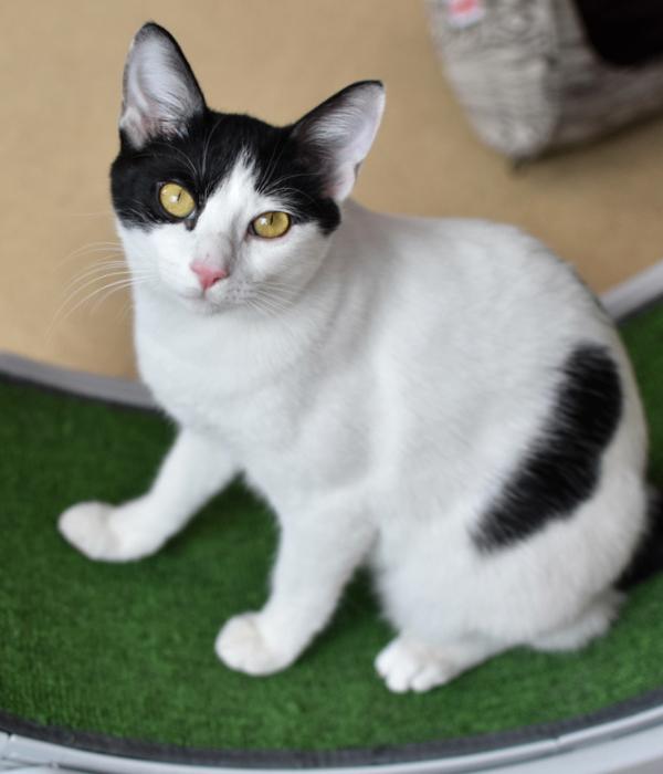 Enlarge Frankenwhisker, a Adoptable Domestic Short Hair in Marietta, GA image 3/6