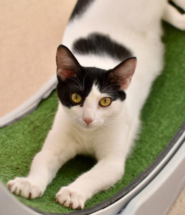 Enlarge Frankenwhisker, a Adoptable Domestic Short Hair in Marietta, GA image 4/6