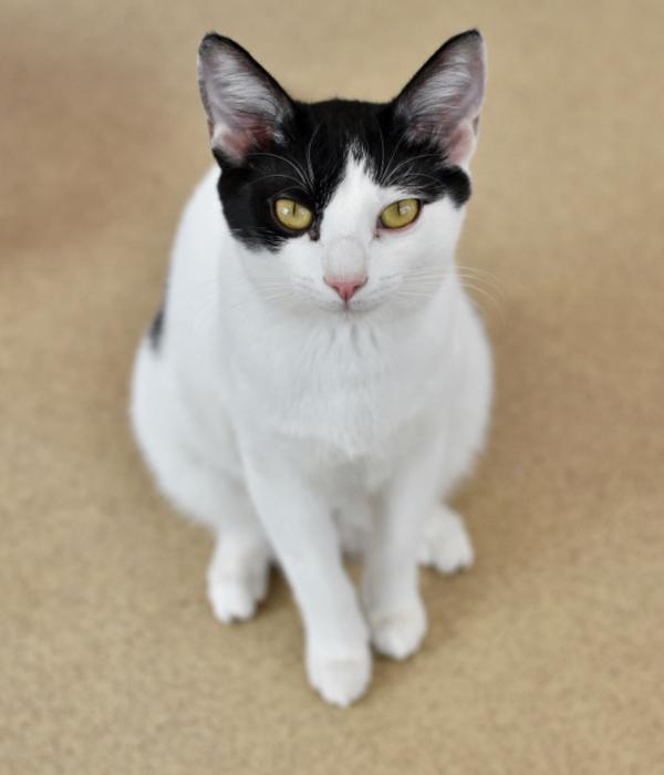Enlarge Frankenwhisker, a Adoptable Domestic Short Hair in Marietta, GA image 5/6