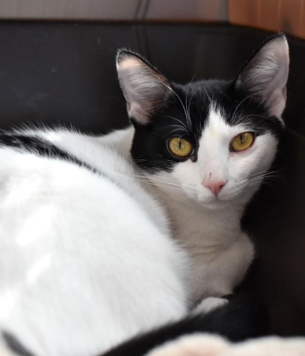 Enlarge Frankenwhisker, a Adoptable Domestic Short Hair in Marietta, GA image 6/6