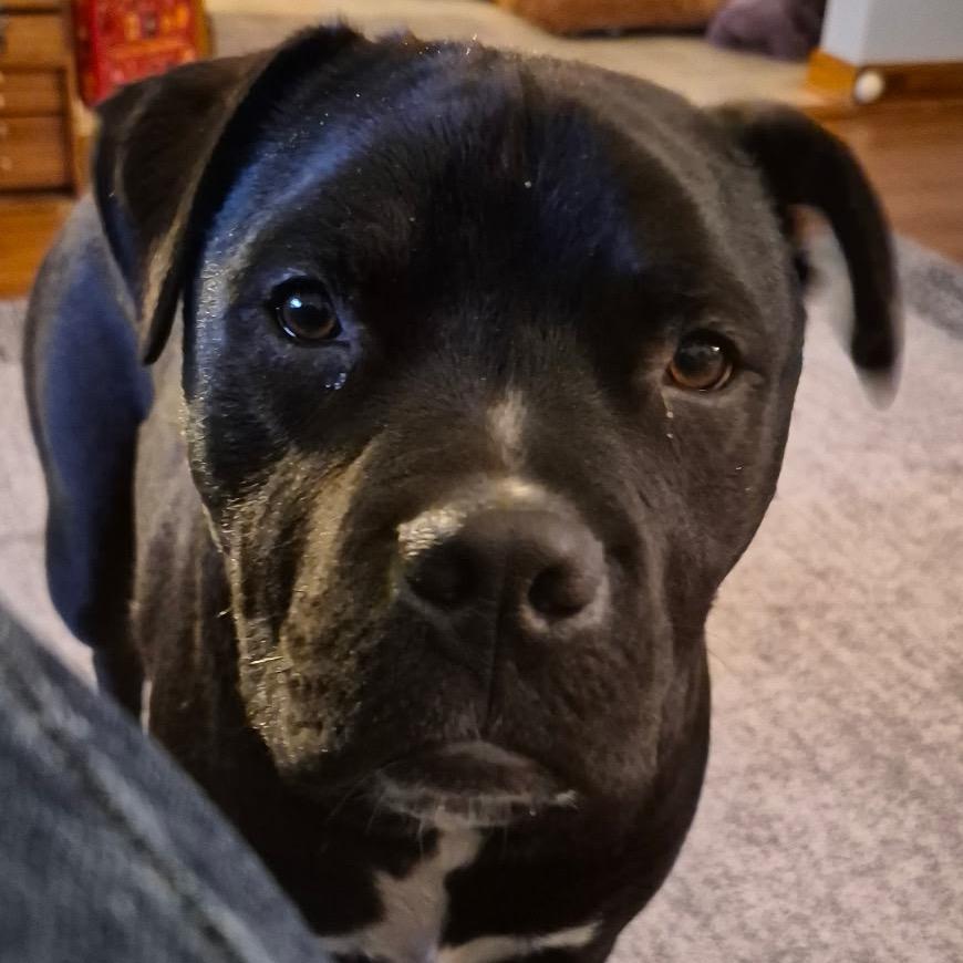 Stewie, Adoptable, Young Male American Staffordshire Terrier.