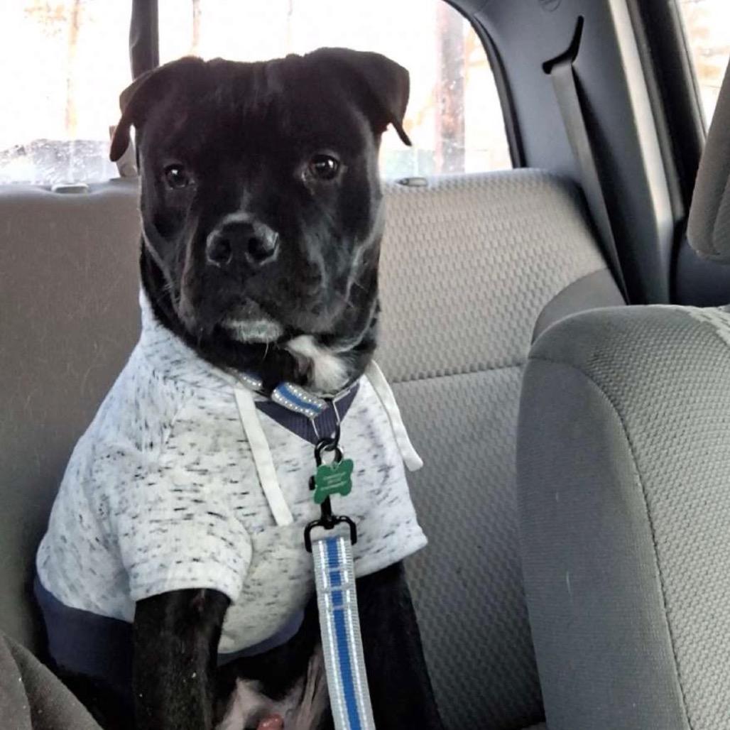 Stewie, a Adoptable American Staffordshire Terrier in Ferndale, MI image 2/6