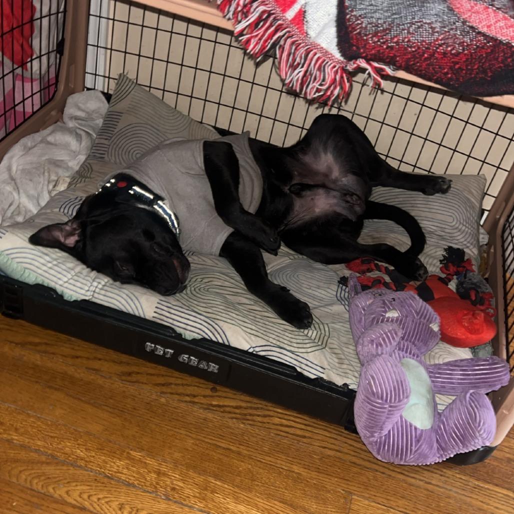 Stewie, a Adoptable American Staffordshire Terrier in Ferndale, MI image 5/6