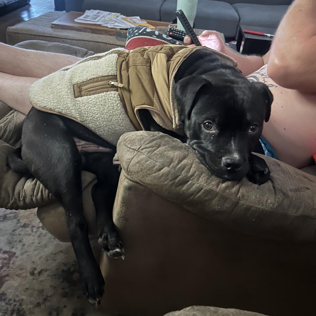 Stewie, a Adoptable American Staffordshire Terrier in Ferndale, MI image 6/6