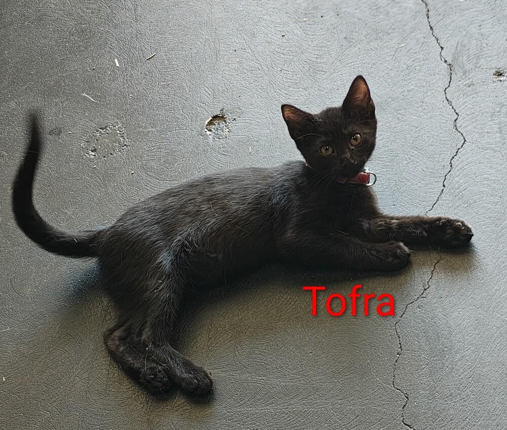 Tofra — thumbnail 2