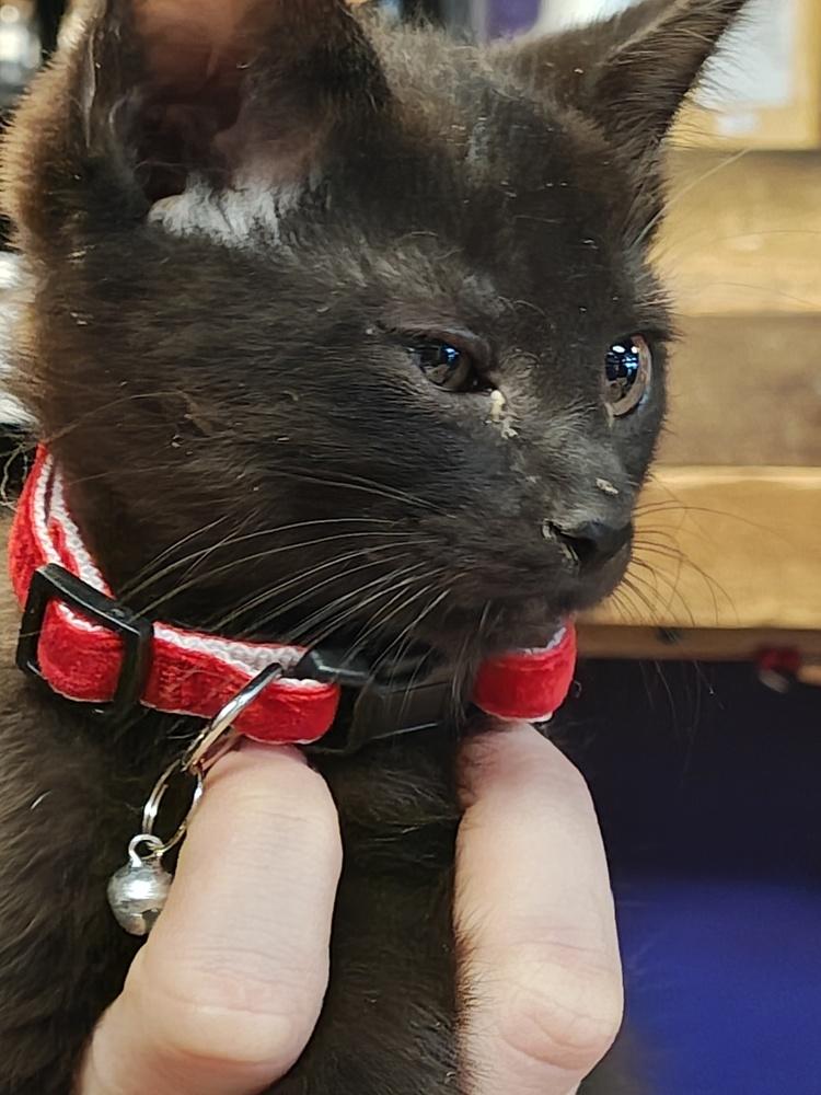 Tofra — thumbnail 4