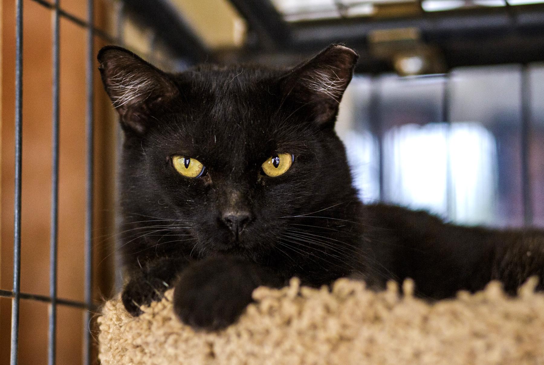 Boogieman, a ADOPTABLE Domestic Short Hair in Marana, AZ image 4/4