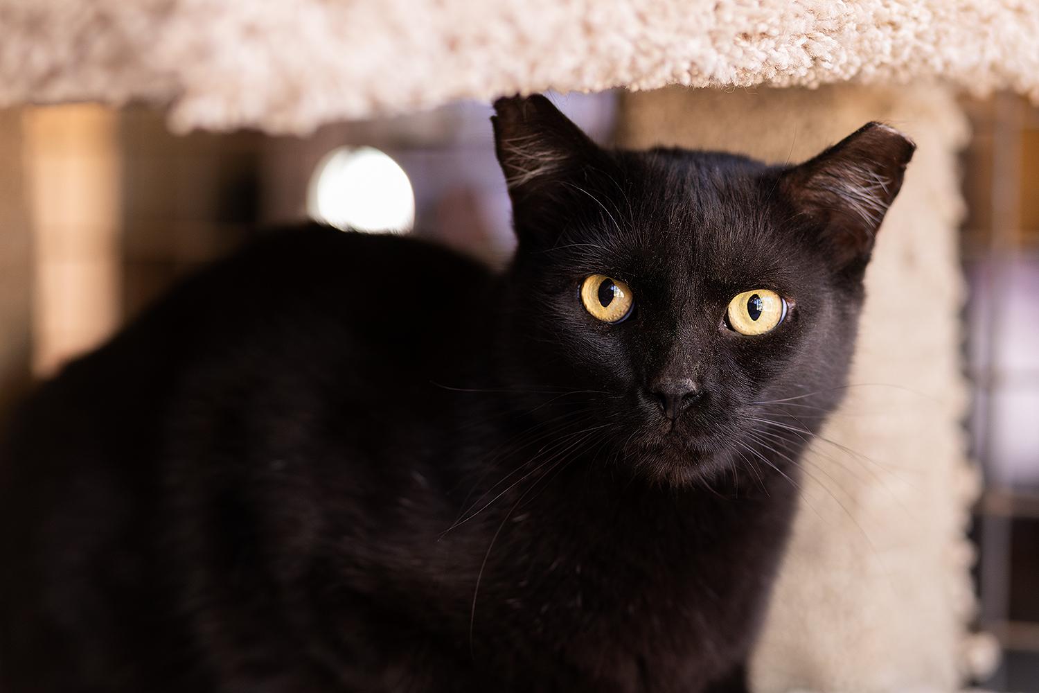 Boogieman, a ADOPTABLE Domestic Short Hair in Marana, AZ image 1/3