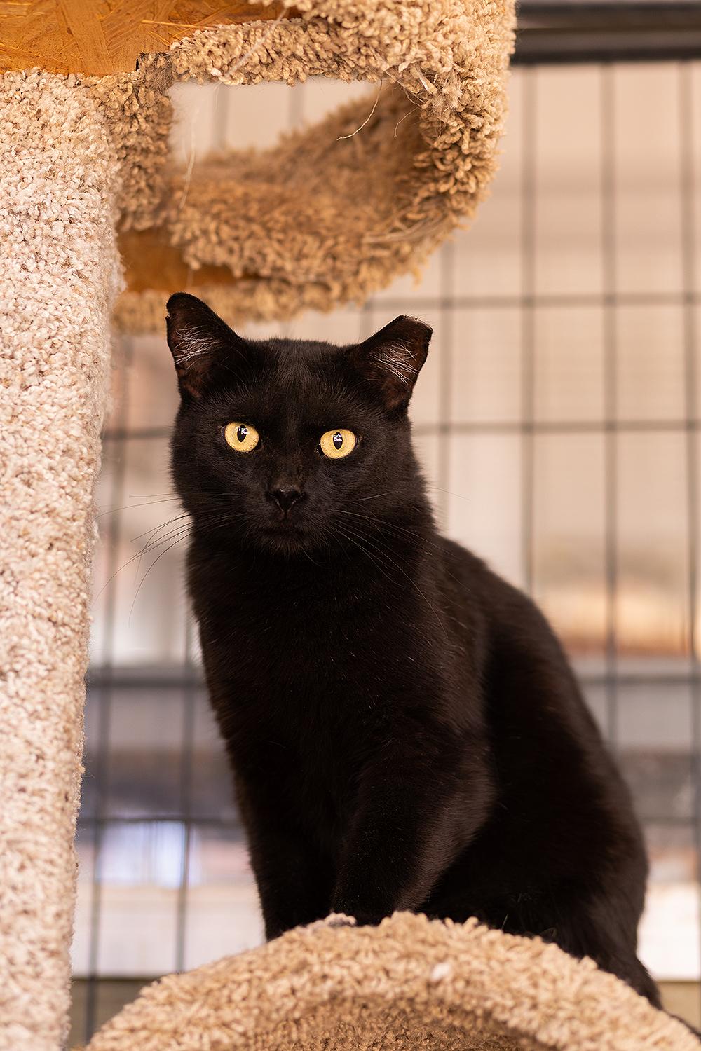 Boogieman, a ADOPTABLE Domestic Short Hair in Marana, AZ image 2/3