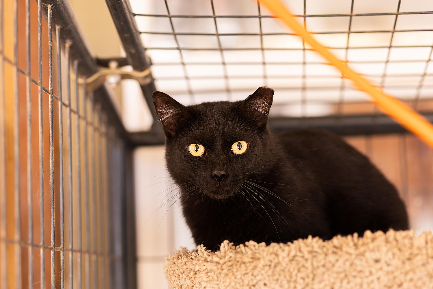 Boogieman, a ADOPTABLE Domestic Short Hair in Marana, AZ image 3/3