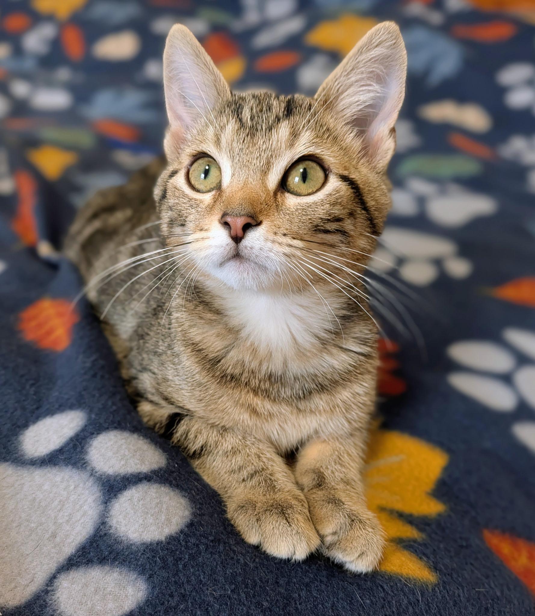 Enlarge Jude (in foster), a Adoptable mixed breed in Lacon, IL image 2/6