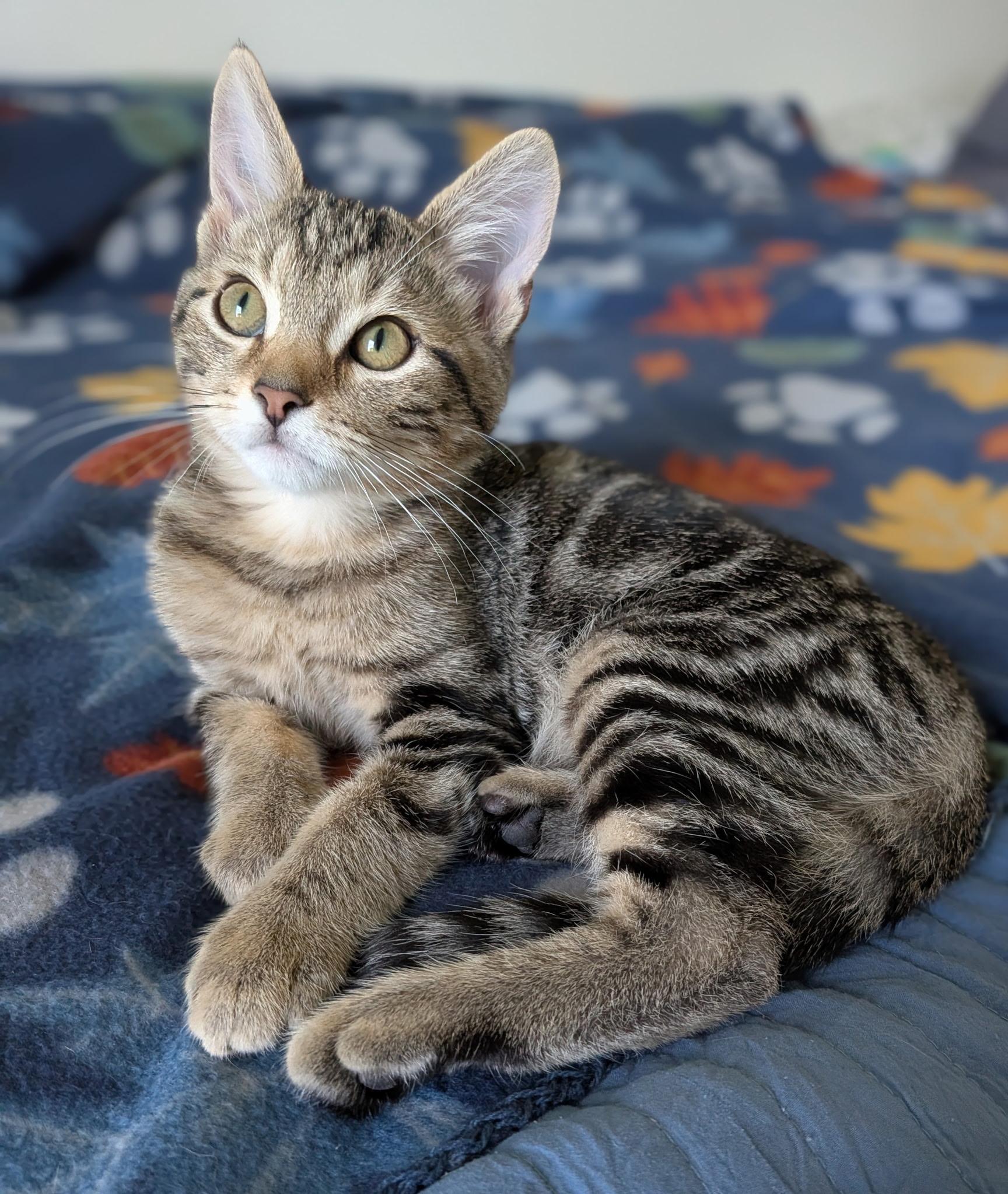 Enlarge Jude (in foster), a Adoptable mixed breed in Lacon, IL image 3/6