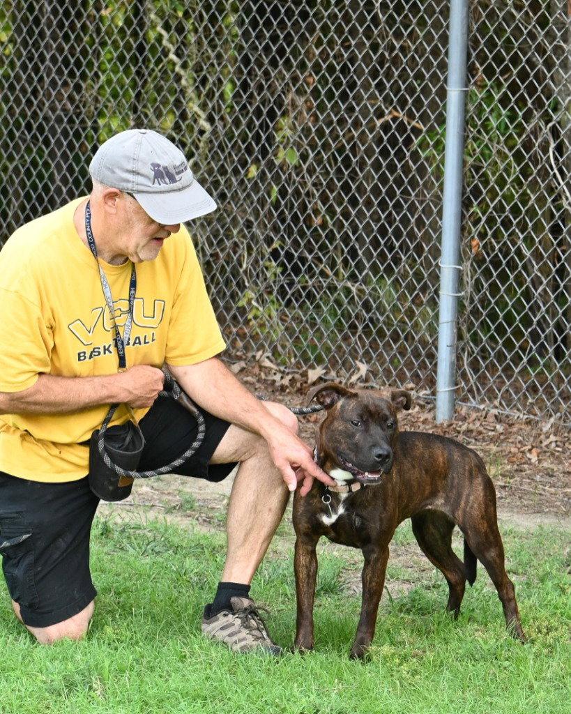 PR 51 CoCo, Adoptable, Adult Female Pit Bull Terrier.