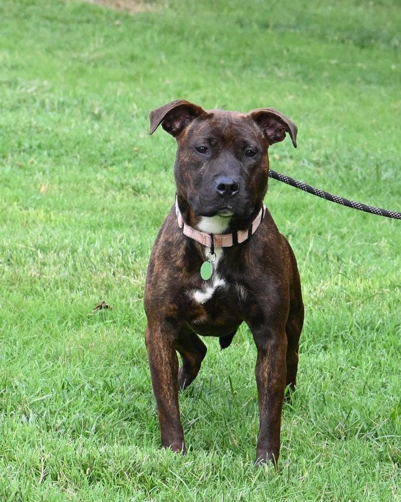 PR 51 CoCo, a Adoptable Pit Bull Terrier in Glen Allen, VA image 2/3